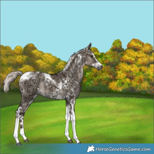 Horse Color:White Spotted Liver Red Dun Ice Mushroom Tobiano Brindle