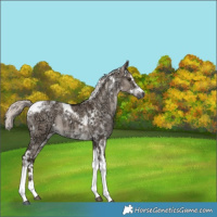 Horse Color:White Spotted Liver Red Dun Ice Mushroom Tobiano Brindle 