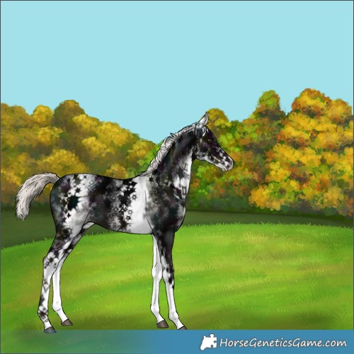 Horse Color:White Spotted Midnight Liver Chestnut Ice Mushroom