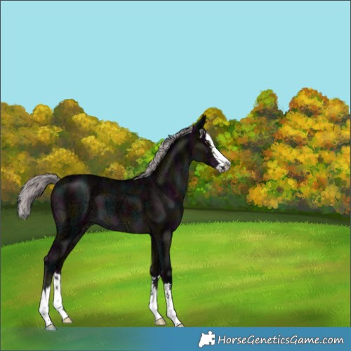 Horse Color:Platinum Midnight Liver Chestnut Ice Splash