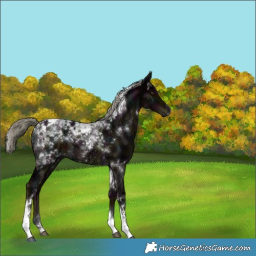 Horse Color:Midnight Liver Chestnut Ice Mushroom Tobiano 