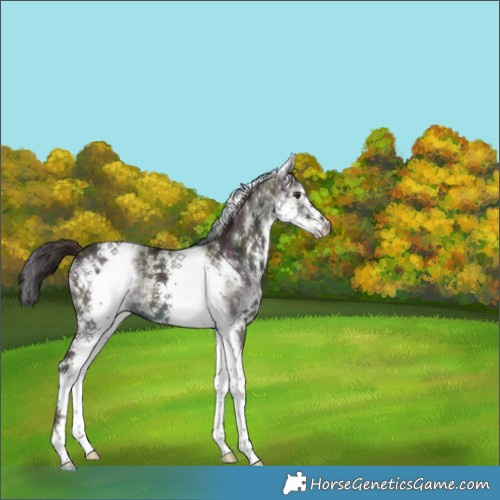 Horse Color:White Spotted Midnight Liver Red Dun 