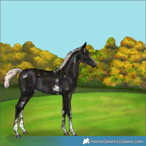 Horse Color:White Spotted Midnight Liver Red Dun Ice Mushroom Brindle 