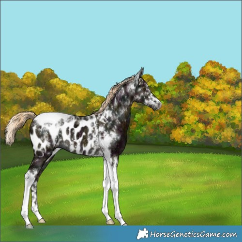Horse Color:Midnight Chocolate Palomino Ice Mushroom Tobiano Appaloosa Rabicano 