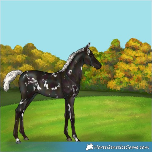Horse Color:White Spotted Midnight Liver Red Dun Mushroom Brindle