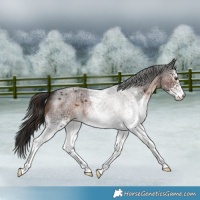 Horse Color:White Spotted Liver Red Roan 