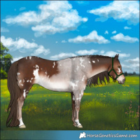 Horse Color:White Spotted Liver Chestnut 