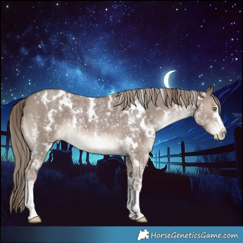 Horse Color:White Spotted Liver Red Dun Sabino 