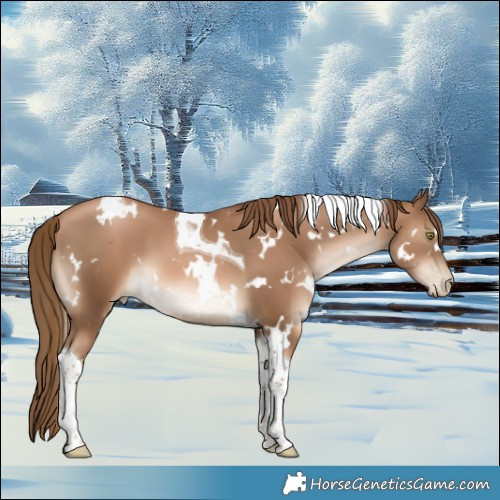 Horse Color:White Spotted Liver Chestnut Pearl Tobiano 
