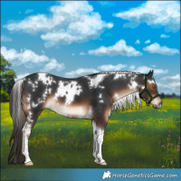 Horse Color:White Spotted Liver Chestnut Tobiano 