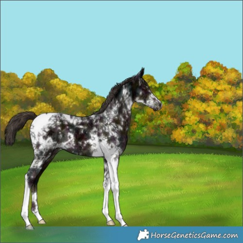 Horse Color:Midnight Liver Chestnut Ice Tobiano 