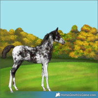 Horse Color:Midnight Liver Chestnut Ice Tobiano 
