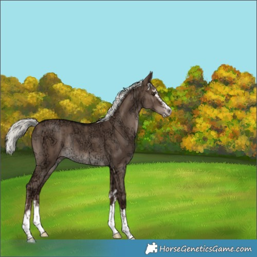 Horse Color:Liver Red Dun Ice Mushroom Splash Rabicano Brindle