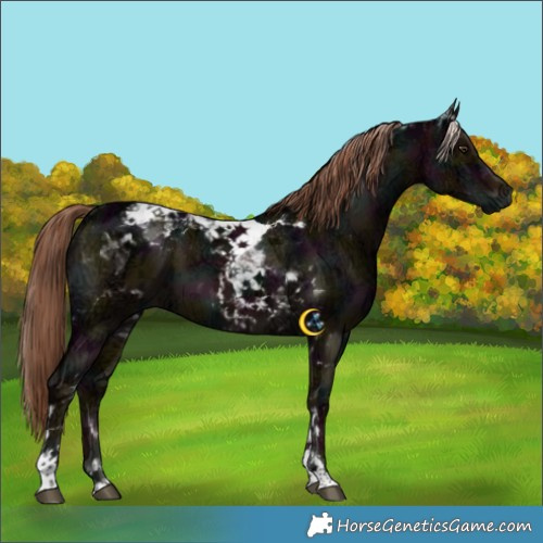 Horse Color:Midnight Liver Red Dun Ice Tobiano Brindle