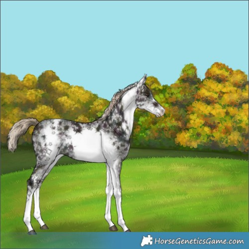 Horse Color:White Spotted Midnight Liver Red Dun Ice Sabino Brindle 