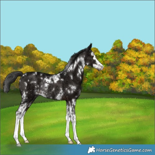 Horse Color:White Spotted Liver Chestnut Ice Splash Rabicano 