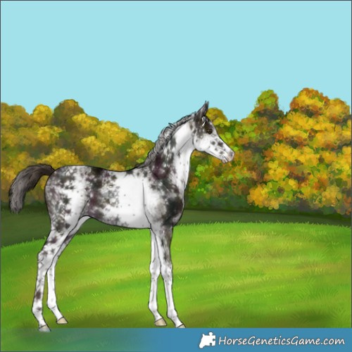 Horse Color:White Spotted Midnight Liver Red Dun Brindle