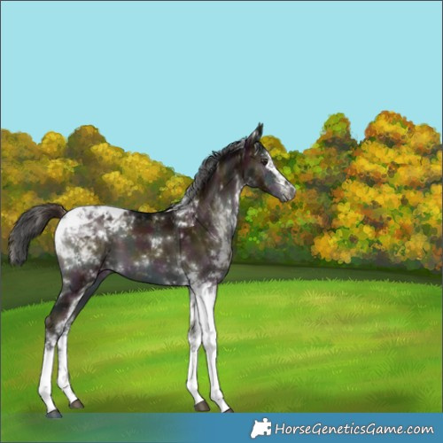 Horse Color:White Spotted Midnight Liver Red Onyx Tobiano Brindle 