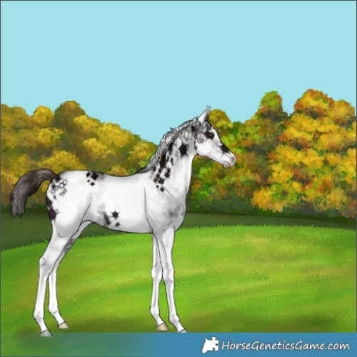 Horse Color:White Spotted Midnight Liver Red Dun Ice 