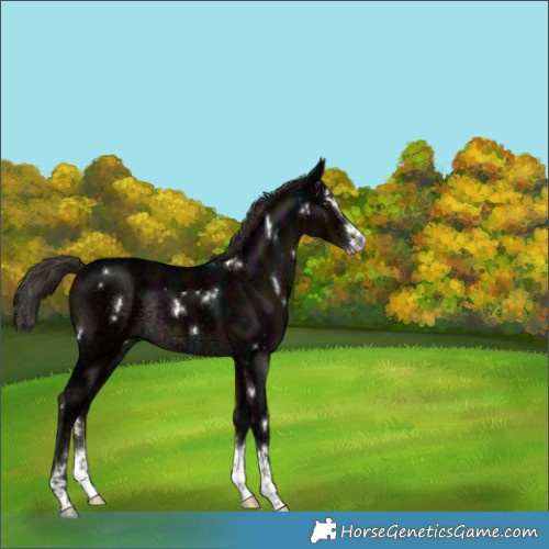 Horse Color:White Spotted Midnight Liver Chestnut Ice Splash Rabicano 