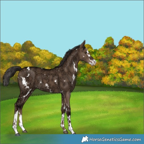 Horse Color:White Spotted Liver Red Dun Ice Splash