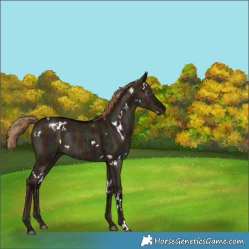 Horse Color:Gray White Spotted Midnight Liver Red Dun Rabicano Brindle 