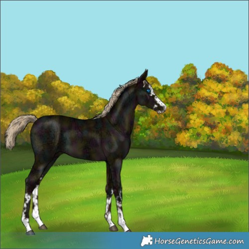 Horse Color:White Spotted Midnight Chocolate Palomino Ice Dun Mushroom Splash