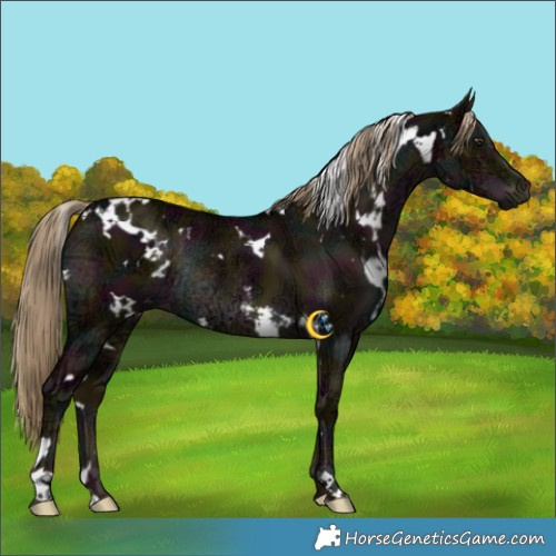 Horse Color:White Spotted Midnight Liver Red Dun Ice Rabicano 