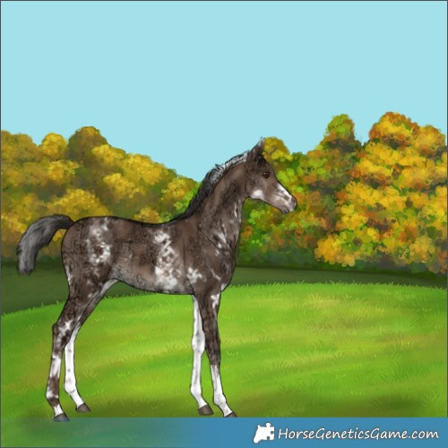 Horse Color:White Spotted Liver Red Dun Ice Rabicano 
