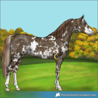 Horse Color:Gray White Spotted Liver Red Dun Ice Brindle 