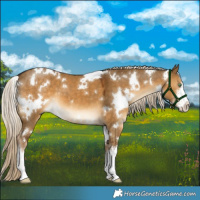 Horse Color:White Spotted Chocolate Palomino Dun 
