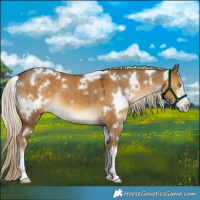Horse Color:White Spotted Chocolate Palomino Dun
