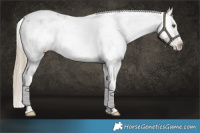 Horse Color:White Spotted Chocolate Palomino Sabino 