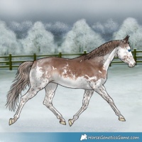 Horse Color:White Spotted Liver Chestnut Sabino Splash 