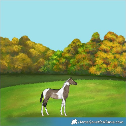 Horse Color:Gray Brown Dun Tobiano Rabicano 