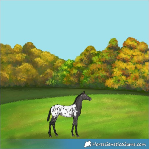 Horse Color:Gray Platinum Brown Dun Appaloosa 