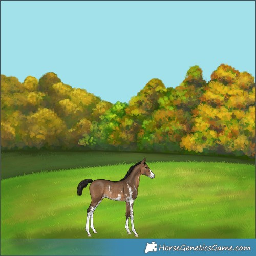Horse Color:Gray Bay Dun Sabino Rabicano 