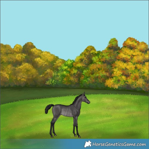 Horse Color:Gray Platinum Bay Dun Rabicano 