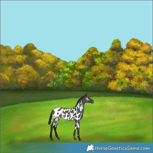 Horse Color:Gray Platinum Brown Dun Appaloosa 