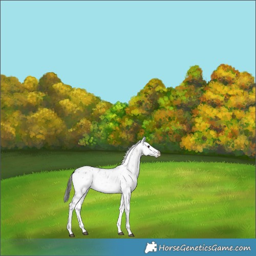 Horse Color:Brown Dun Sabino 