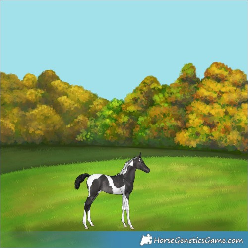 Horse Color:Gray Platinum Brown Dun Tobiano Rabicano 