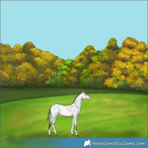 Horse Color:Platinum Buckskin Dun Sabino Appaloosa Rabicano 