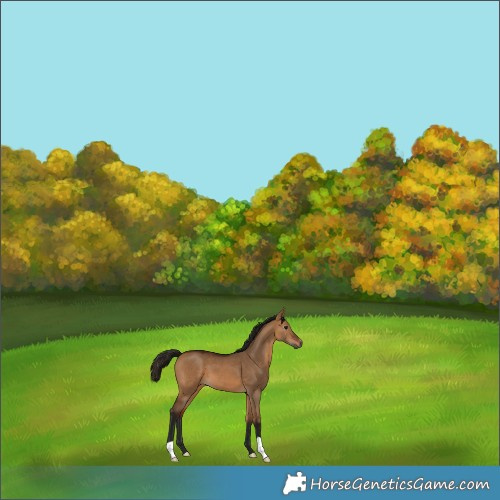Horse Color:Gray Bay Dun 