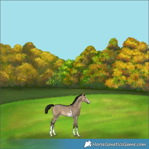 Horse Color:Gray Buckskin Dun Sabino Rabicano 
