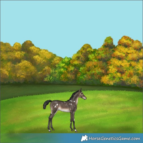 Horse Color:White Spotted Brown Dun Rabicano 