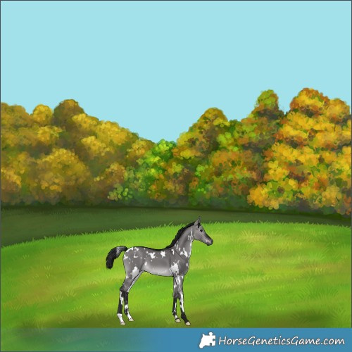 Horse Color:Gray Platinum White Spotted Brown Dun 