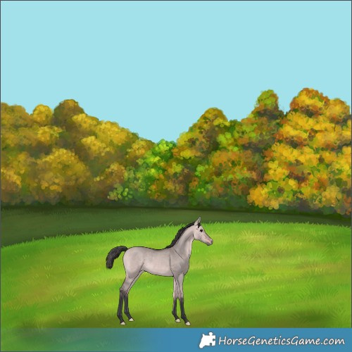 Horse Color:Platinum Bay Dun Rabicano 