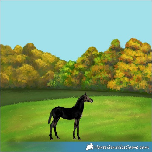 Horse Color:Gray Void Brown Dun Sabino Appaloosa Rabicano 