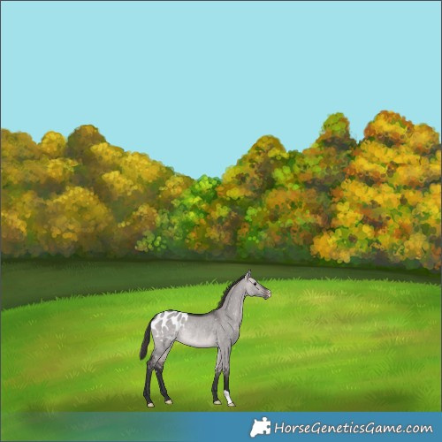 Horse Color:Platinum Bay Dun Appaloosa Rabicano 