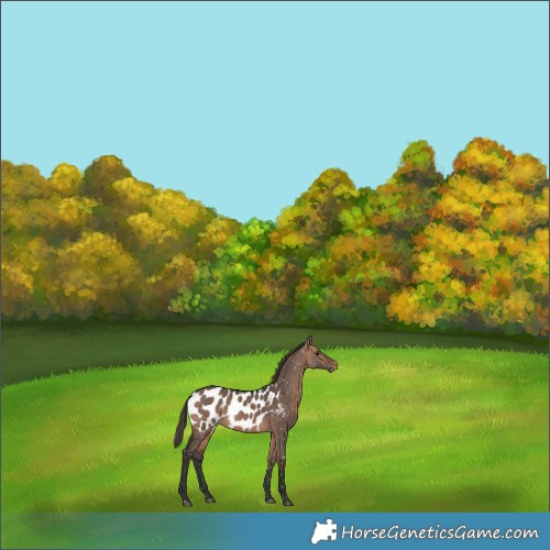 Horse Color:Bay Dun Appaloosa 